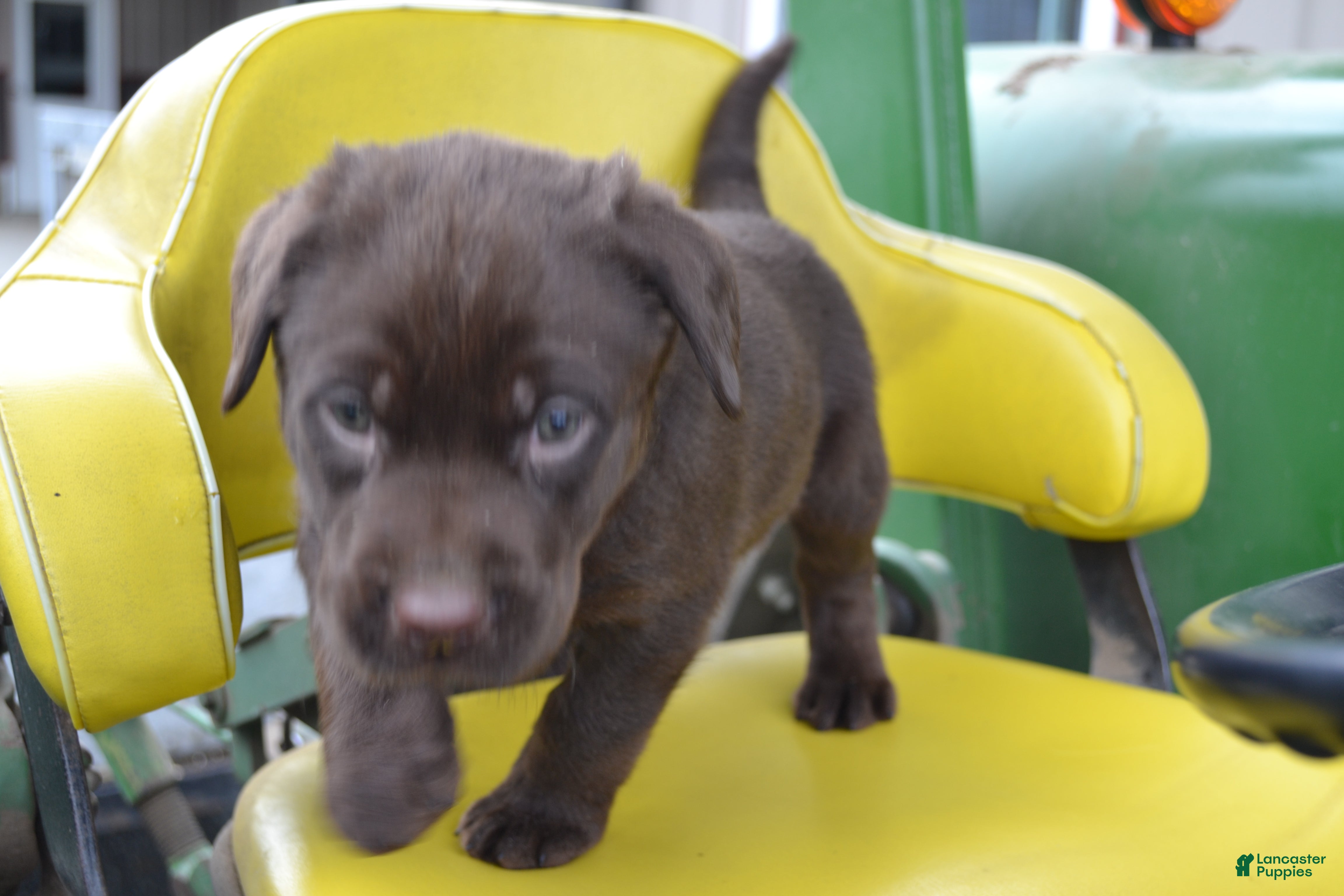 Labrador Retriever dogs Lanson - Ad 2