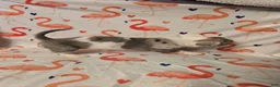 Chihuahua dogs for sale: Girl Merle - Ad 5