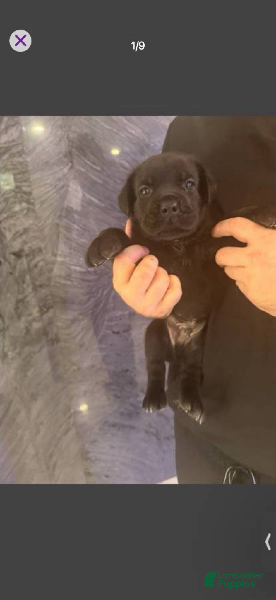 Cane Corso dogs Cane Corso 2 - Ad 3