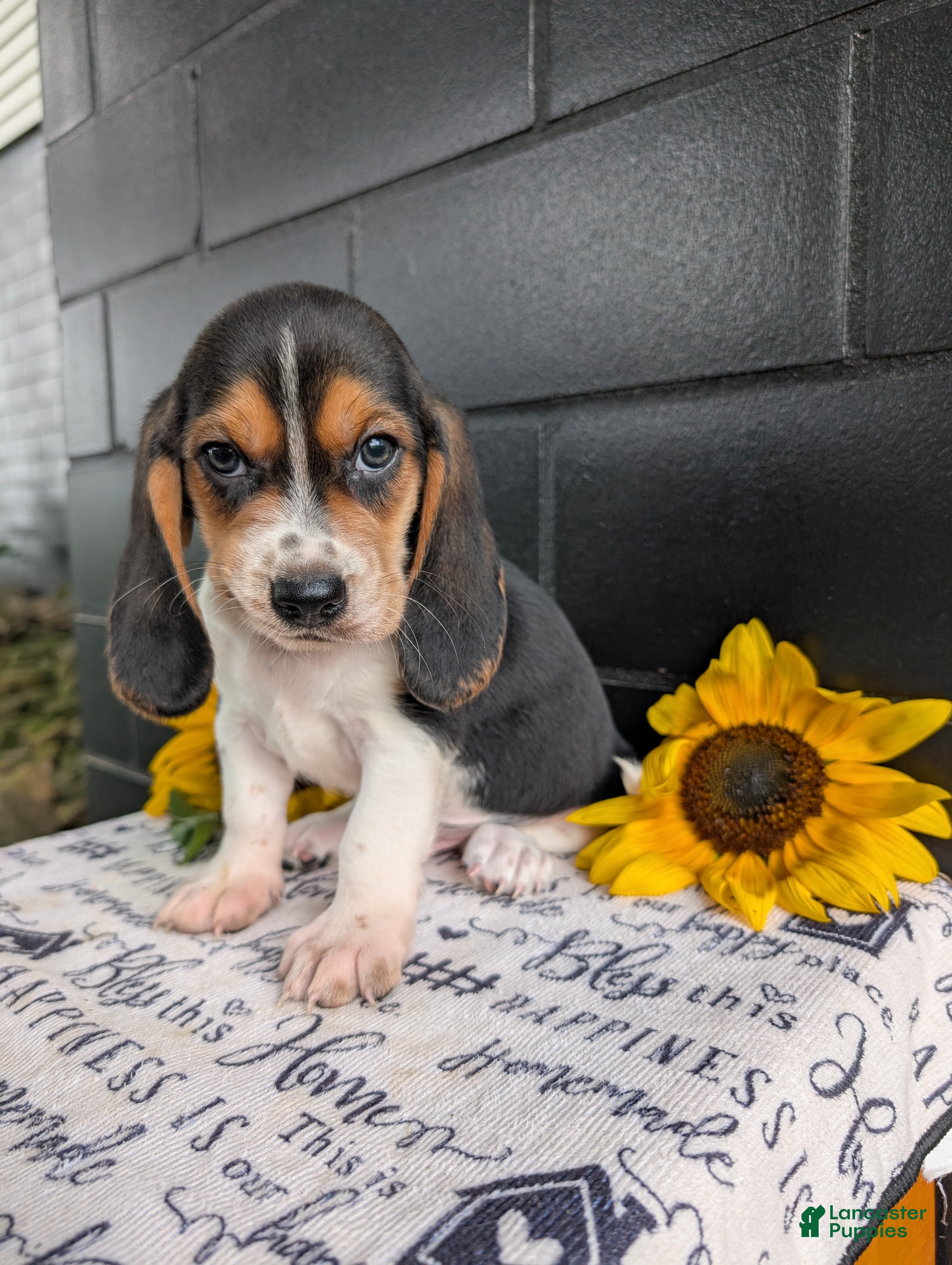 Mixed Breed dogs Roy  - Ad 2