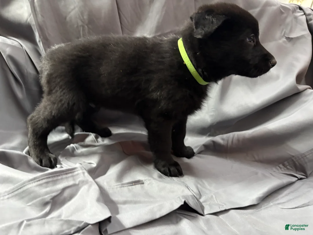 Mixed Breed dogs for sale: C Puppy 3 - Ad 1