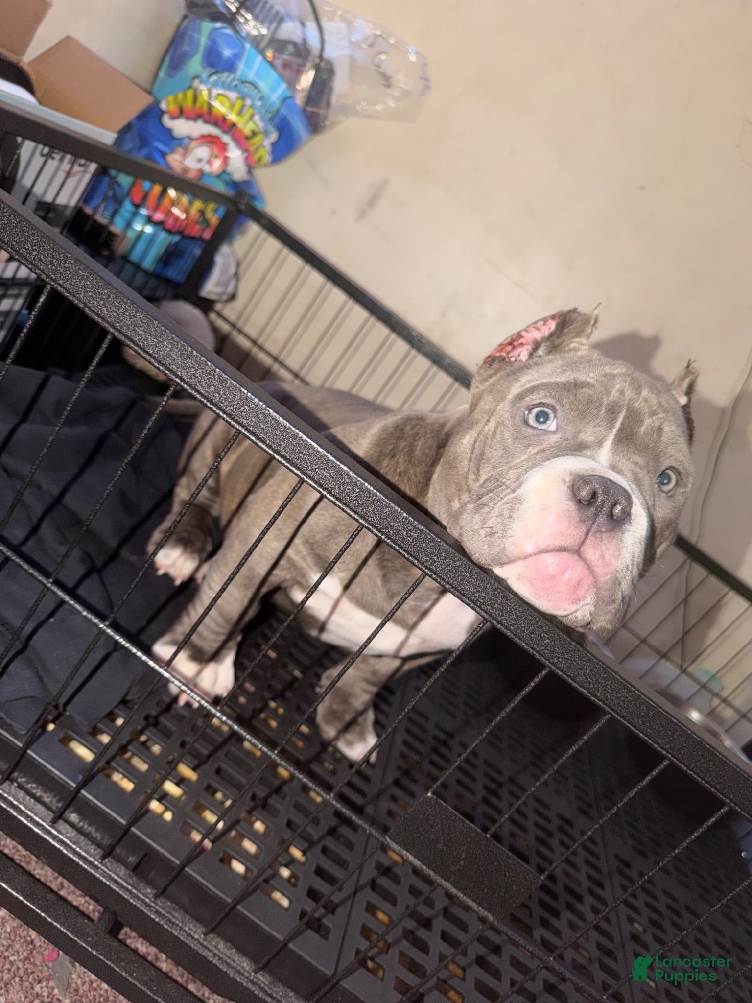 American Bully dogs American Bully 1 - Ad 2