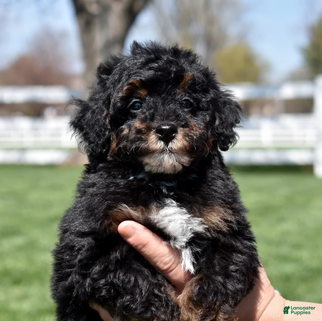 Miniature Poodle dogs for sale: Jasper  - Ad 1