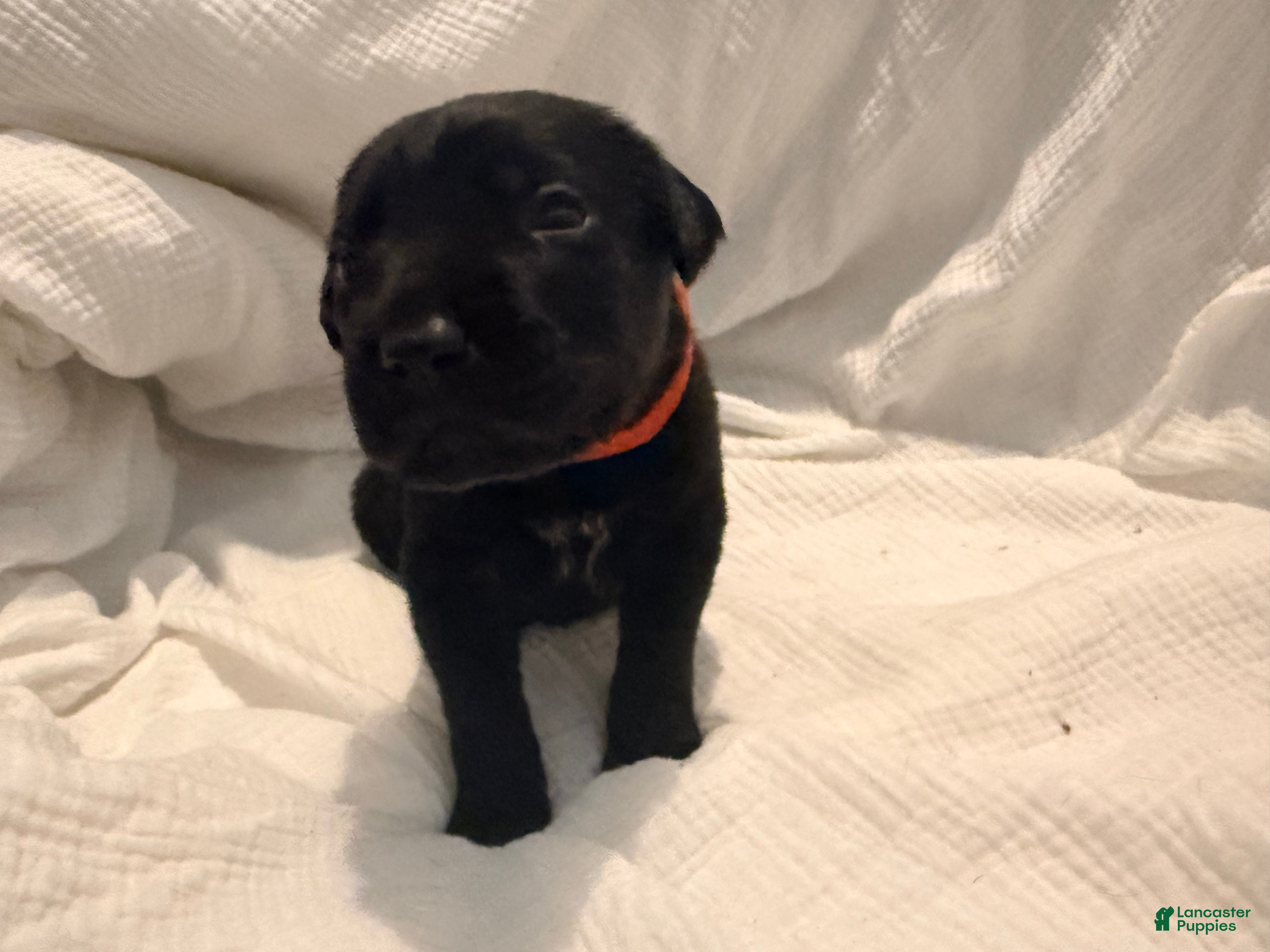 Cane Corso dogs Cain AKC red collar - Ad 21