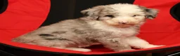 Mini Sheepadoodle dogs for sale: Bella - Ad 6