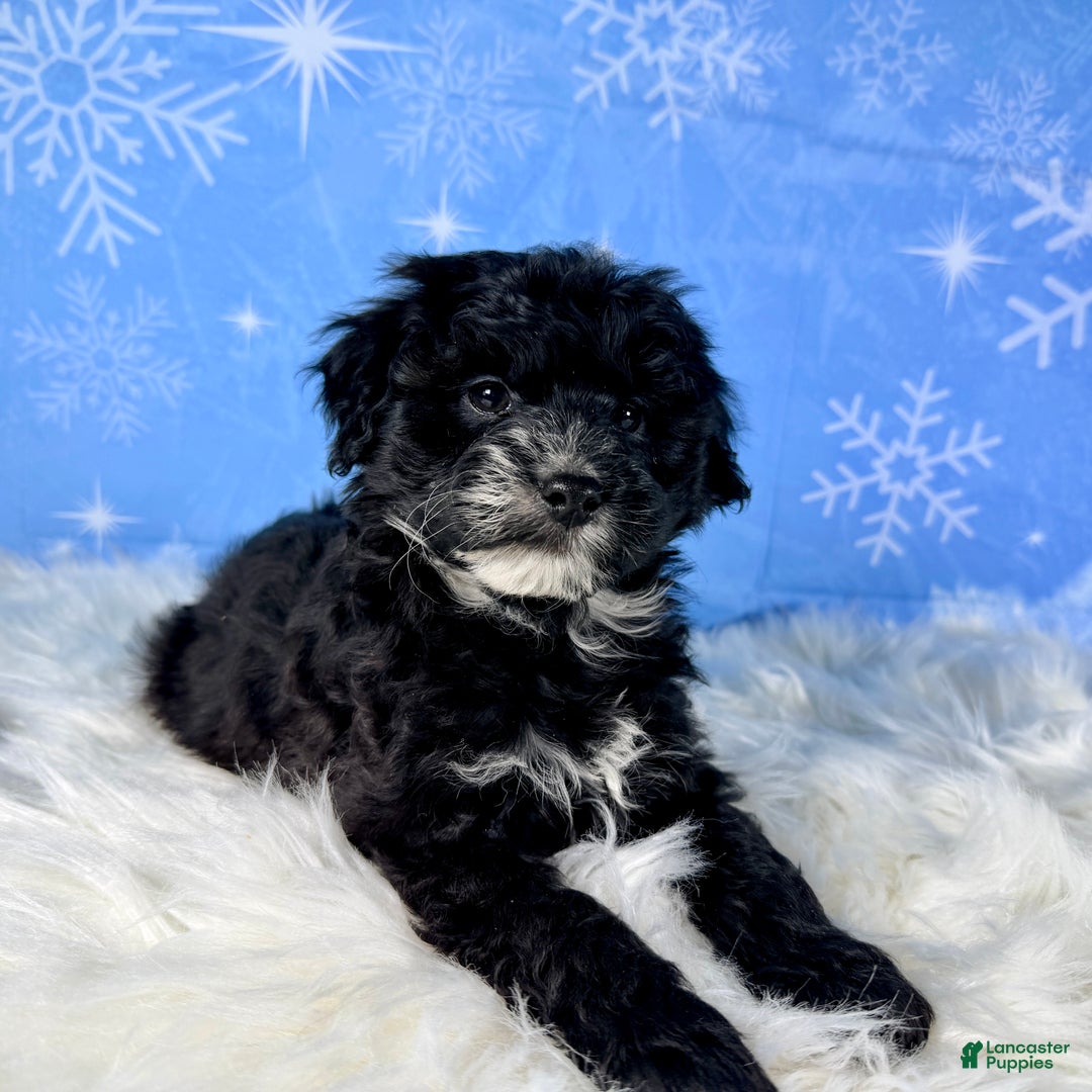 Yorkiepoo dogs for sale: Beau - Ad 3