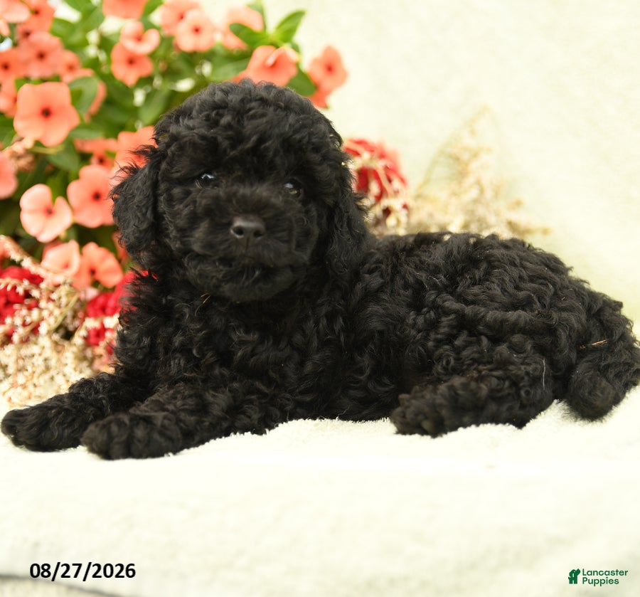 Toy Poodle dogs Wolfgang - Ad 2