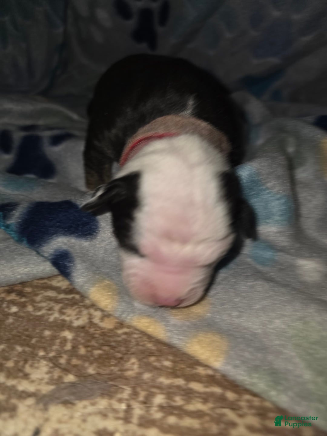 Mixed Breed dogs for sale: Red - Ad 12