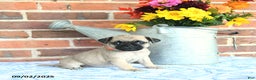 Pug dogs for sale: Goldie - Ad 25