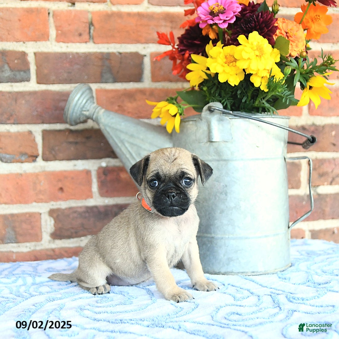 Pug dogs for sale: Goldie - Ad 25