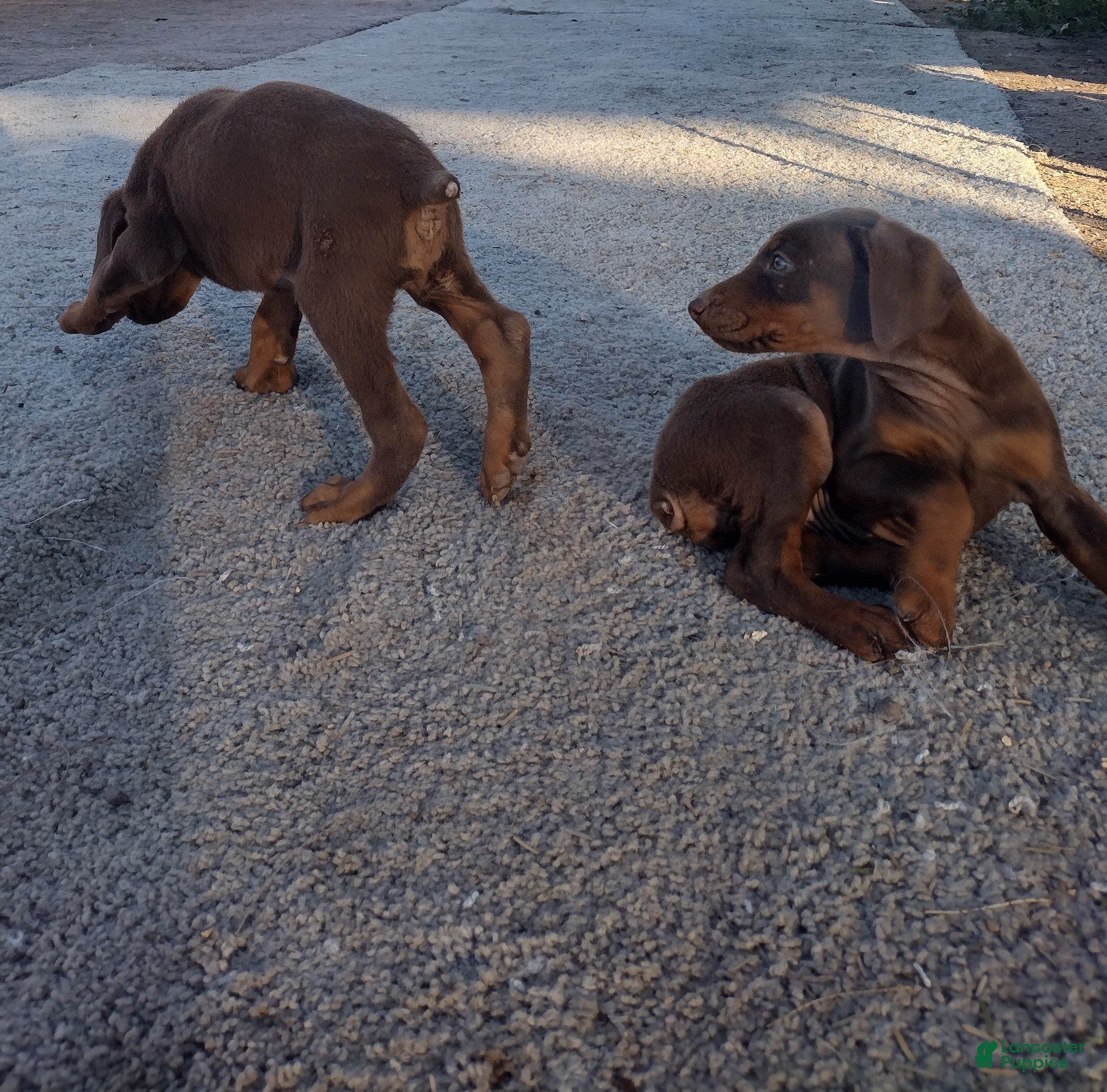 Doberman Pinscher dogs Doberman Pinscher Puppy 5 - Ad 6