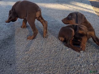 Doberman Pinscher dogs Doberman Pinscher Puppy 5 - Ad 14