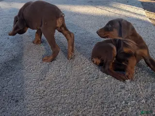 Doberman Pinscher dogs Doberman Pinscher Puppy 5 - Ad 3