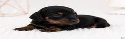 Miniature Dachshund dogs for sale: Miniature Dachshund 3 - Ad 3