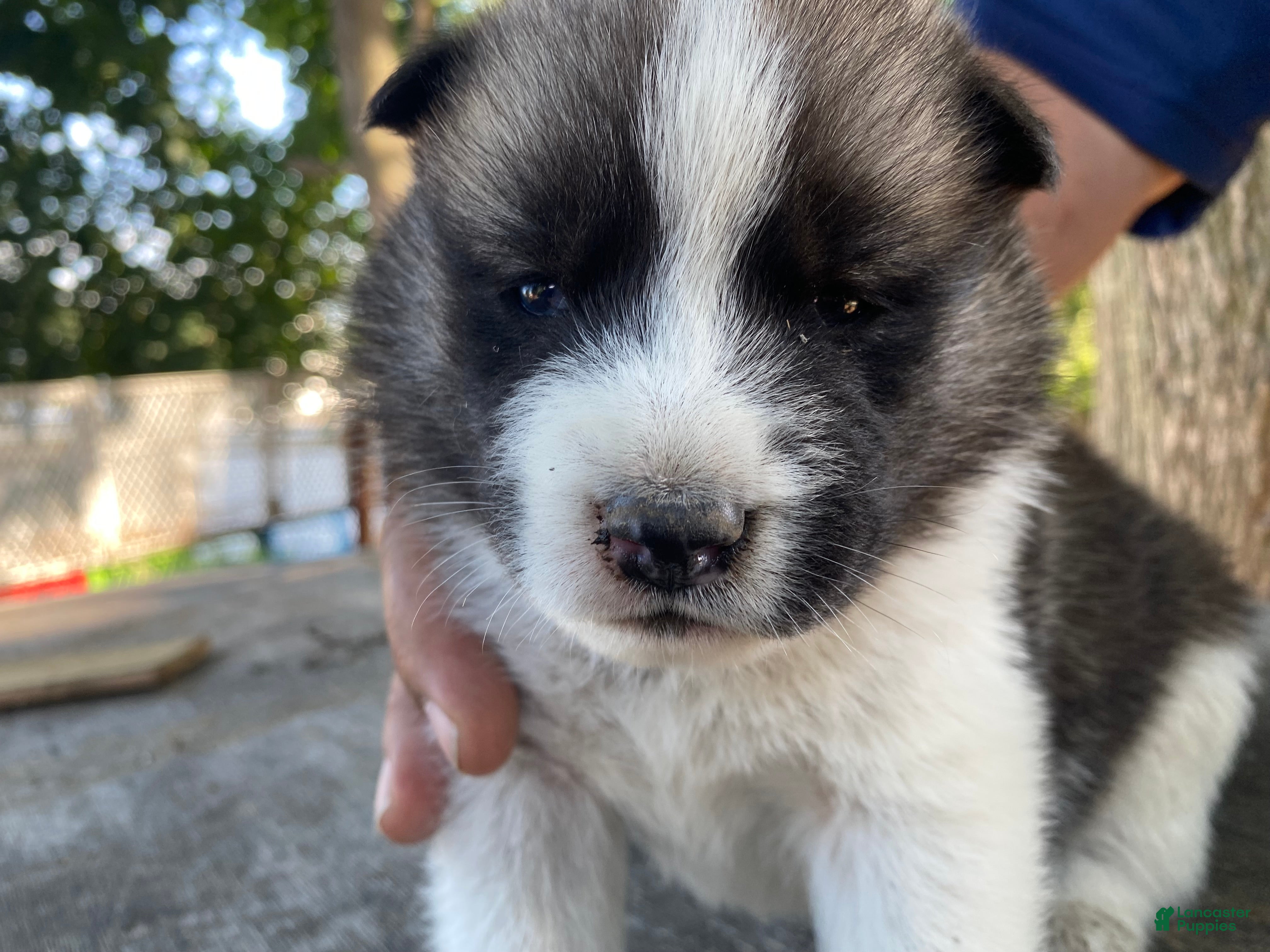 Mixed Breed dogs June - Ad 1