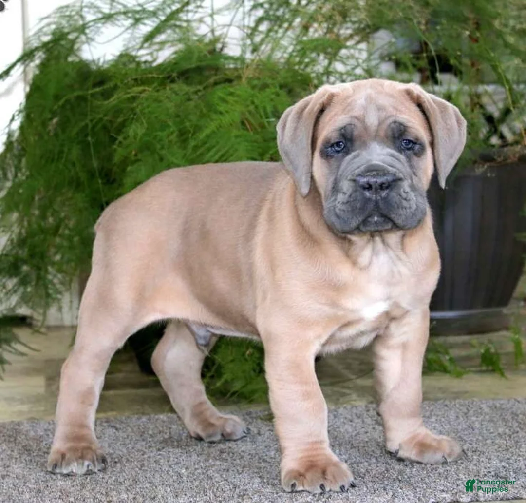 Cane Corso dogs for sale: Mr Bill - Ad 3