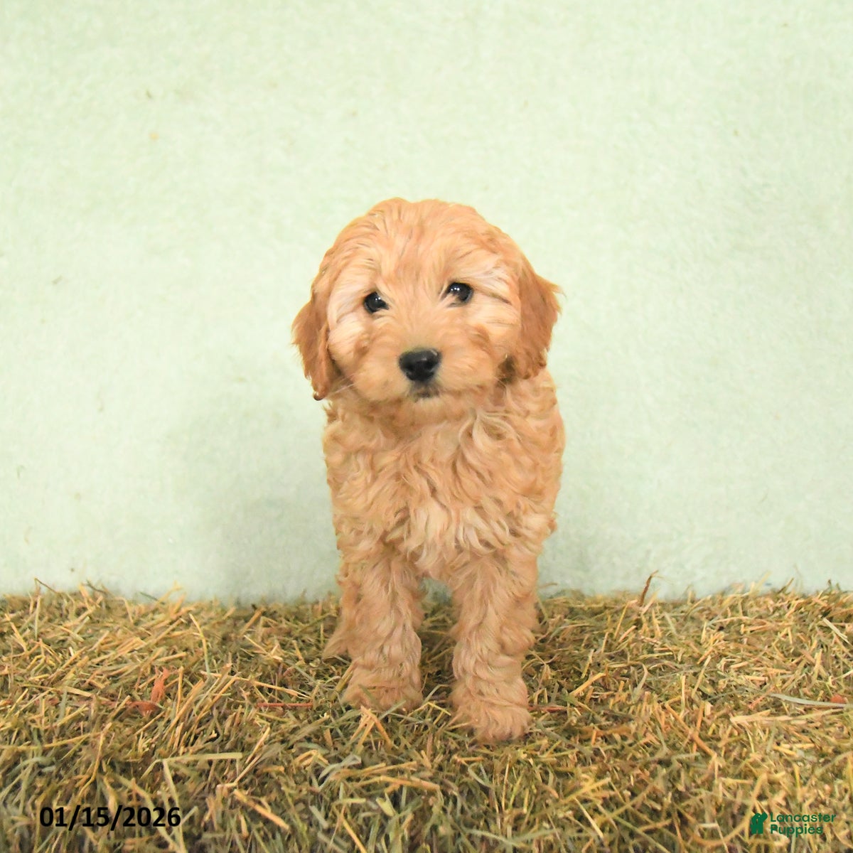 Mini Goldendoodle dogs Brooks  - Ad 2