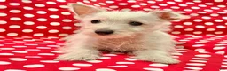 West Highland Terrier dogs for sale: Raegan - Ad 4