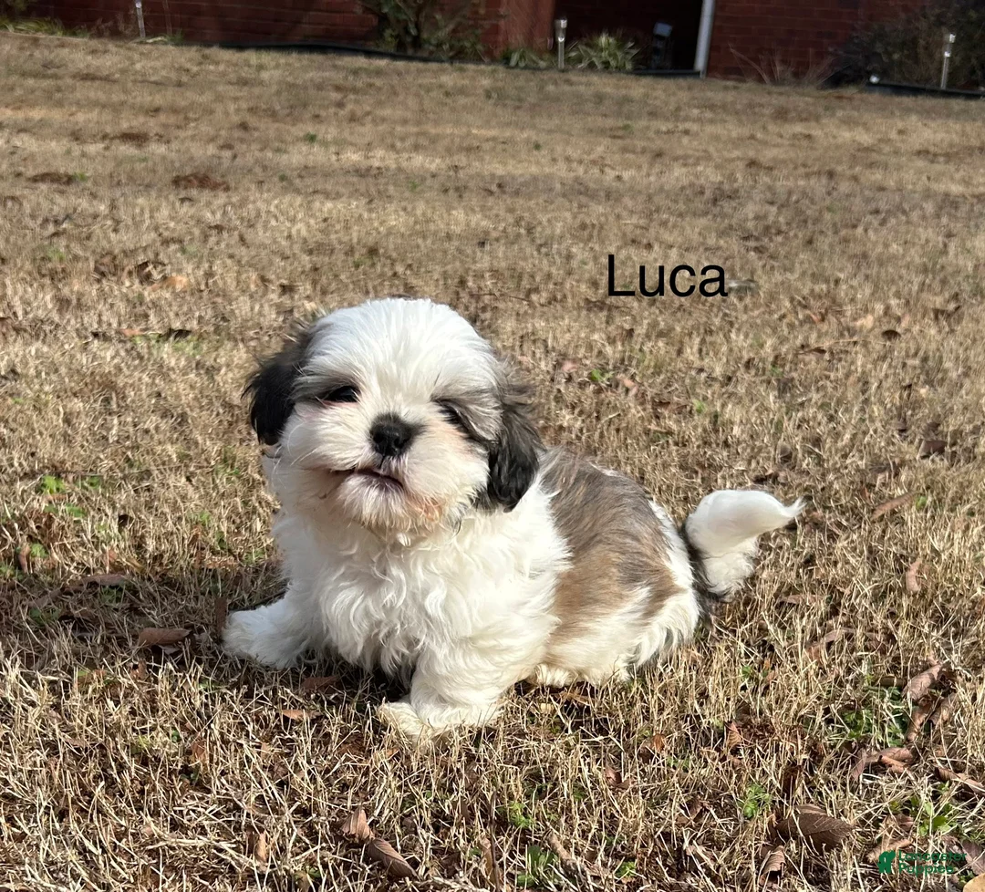 Shih Tzu dogs for sale: Luca - Ad 2