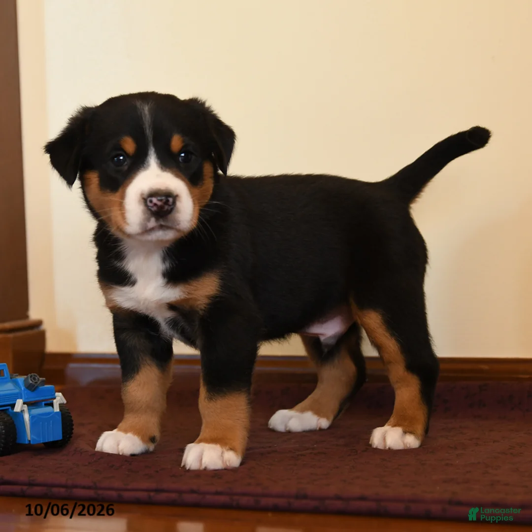 Greater Swiss Mountain Dog dogs for sale: Quest - Ad 2