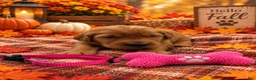Golden Retriever dogs for sale: Missy - Pink Collar - Ad 1