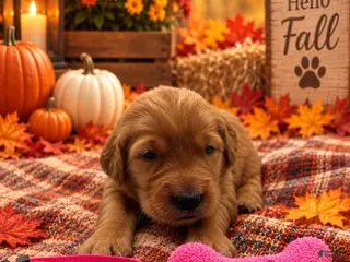 Golden Retriever dogs Missy - Pink Collar - Ad 14