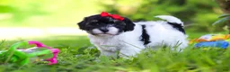 Havapoo dogs for sale: Eva - Ad 8