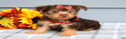 Yorkshire Terrier dogs for sale: Cassidy - Ad 4