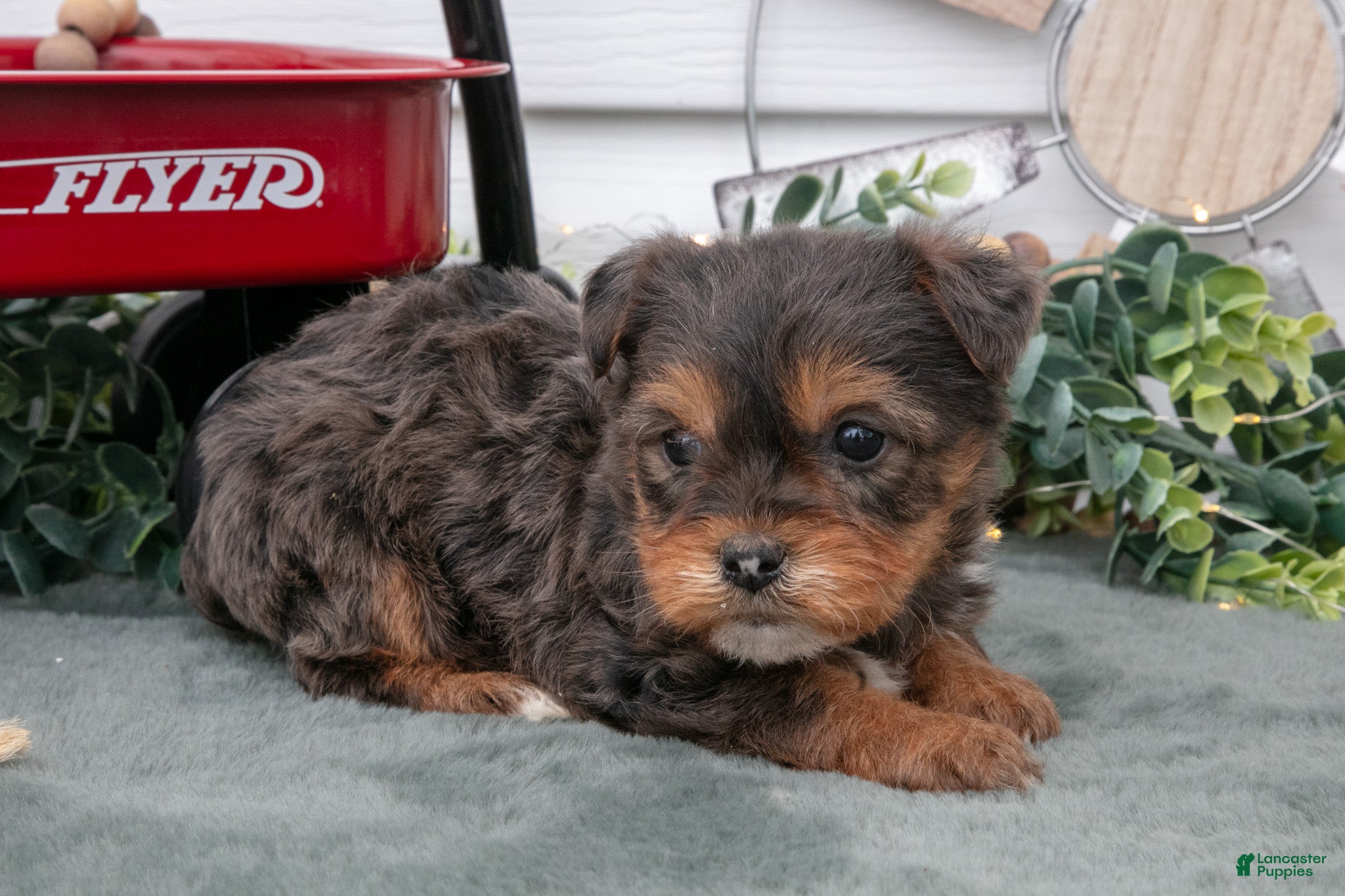 Yorkiepoo dogs Trina - Ad 2