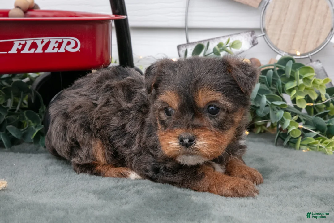 Yorkiepoo dogs for sale: Trina - Ad 2
