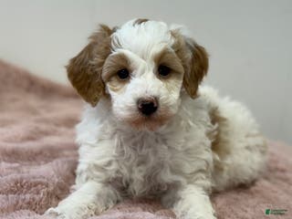 Mini Goldendoodle dogs Pumpkin - Ad 9