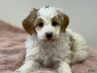 Mini Goldendoodle dogs Pumpkin - Ad 41