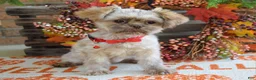 Shih Tzu dogs for sale: Riley - Ad 11