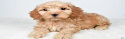 Cockapoo dogs for sale: Captain - Ad 6