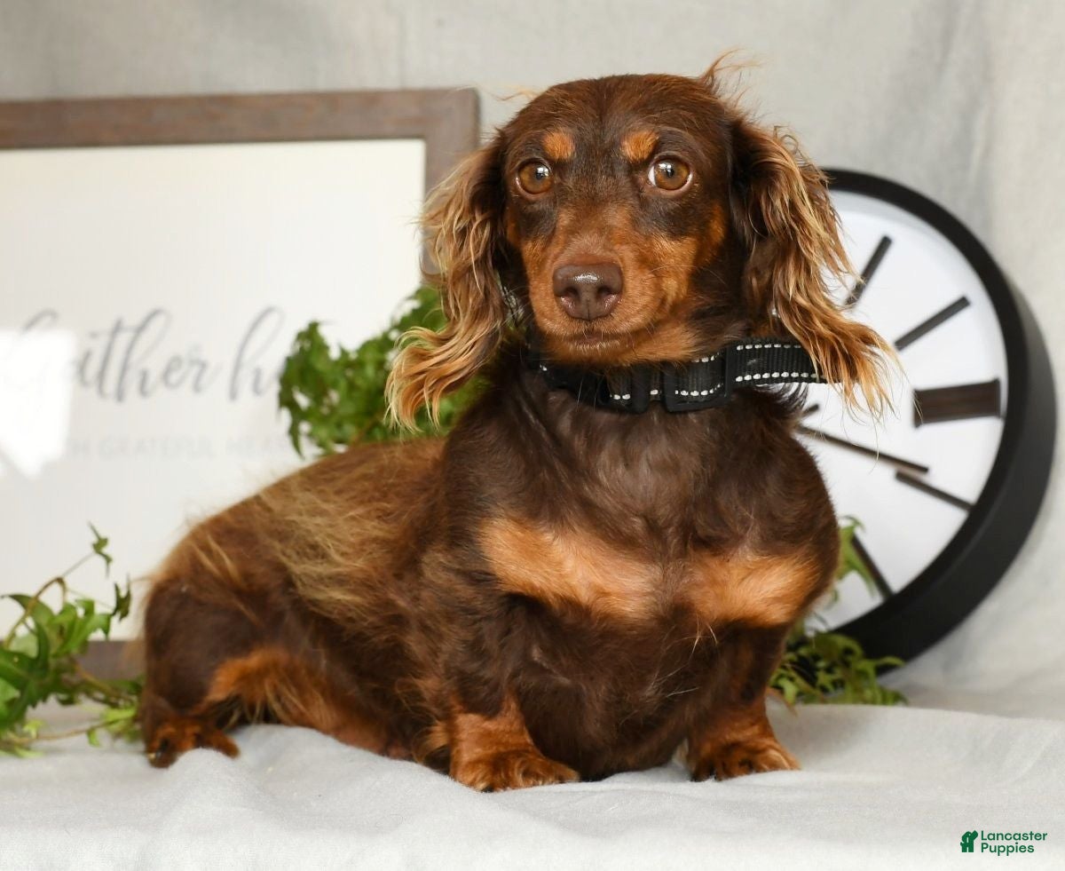 Dakota