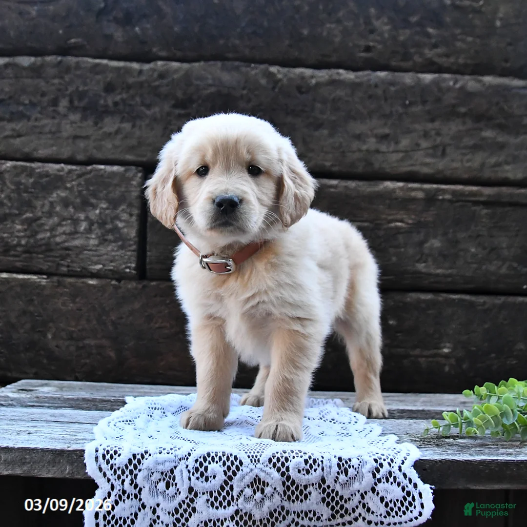 Goldendoodle dogs for sale: Bella   - Ad 1