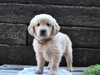 Goldendoodle dogs for sale: Bella - Ad 4