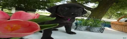 Sheprador dogs for sale: Sheprador 12 Lucinda - Ad 4