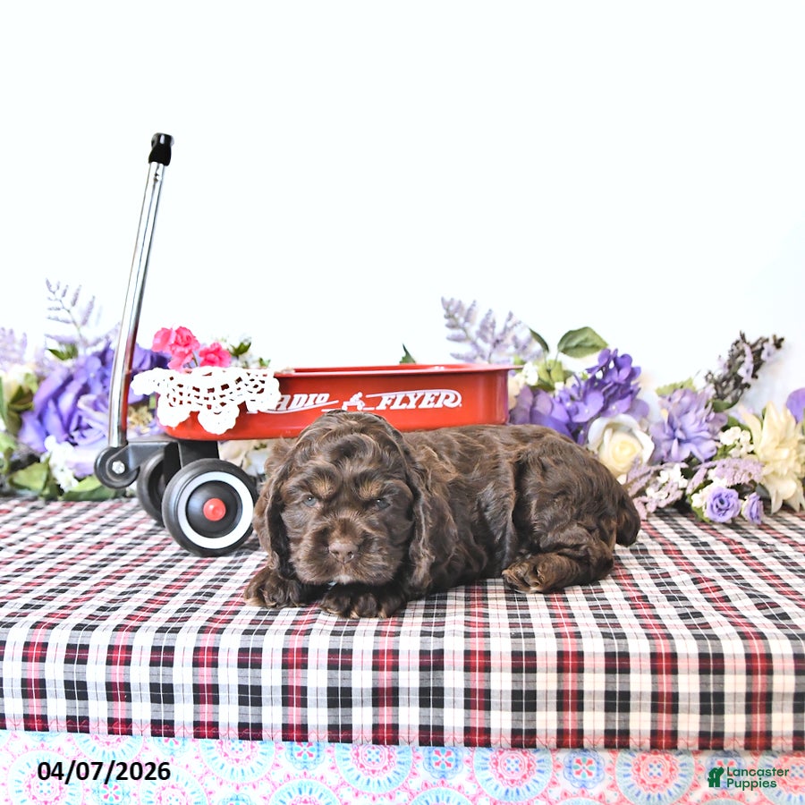 English Cocker Spaniel dogs Katie - Ad 2