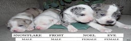 American Pit Bull Terrier dogs for sale: FROST - Ad 5