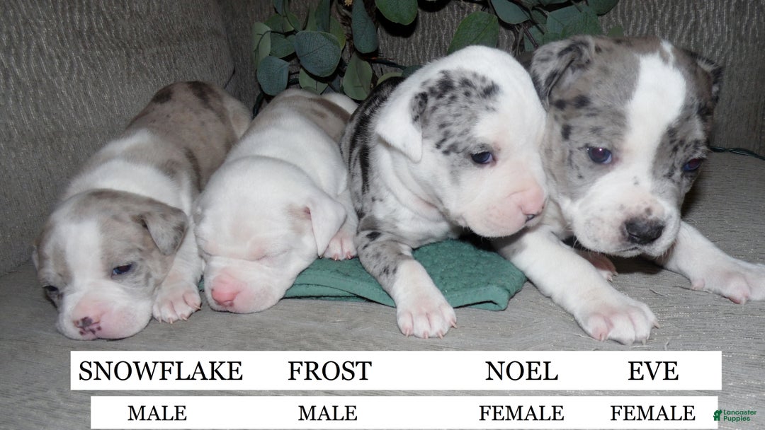 American Pit Bull Terrier dogs for sale: FROST - Ad 5