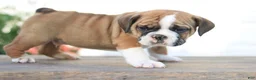 Beabull dogs for sale: Tiny - Ad 3