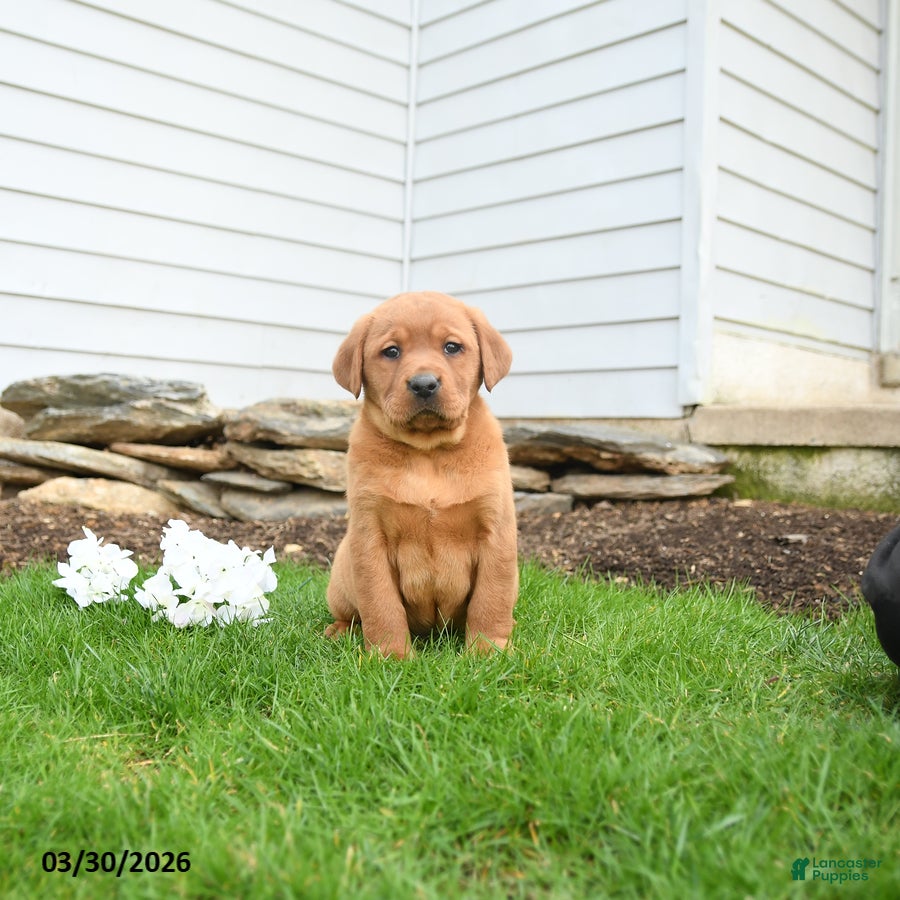 Labrador Retriever dogs Flossy - Ad 1