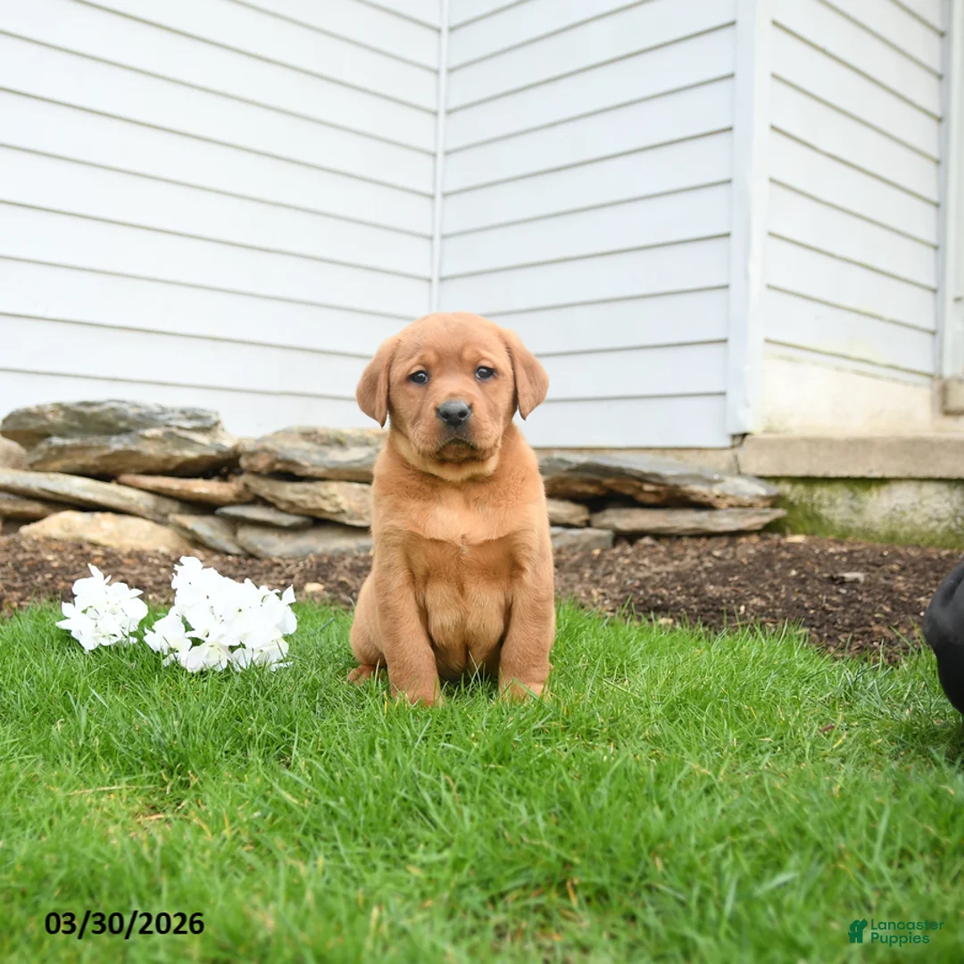 Labrador Retriever dogs for sale: Flossy - Ad 1