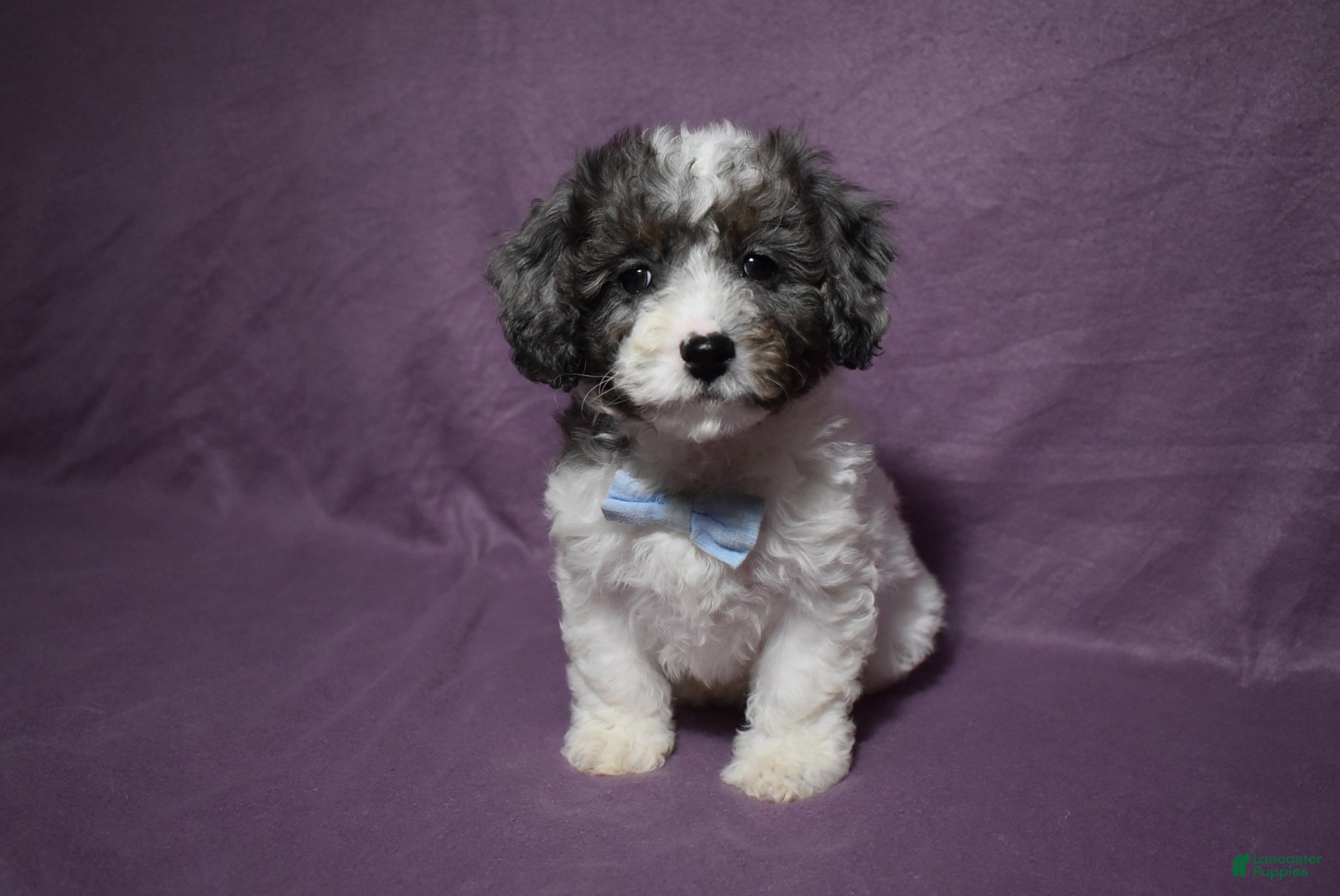 Cavachon dogs Rolex - Ad 7