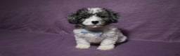Cavachon dogs for sale: Rolex - Ad 1