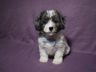 Cavachon dogs Rolex - Ad 11