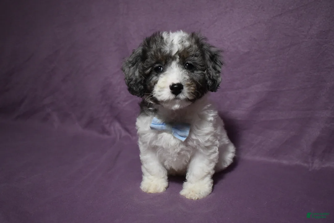 Cavachon dogs for sale: Rolex - Ad 1