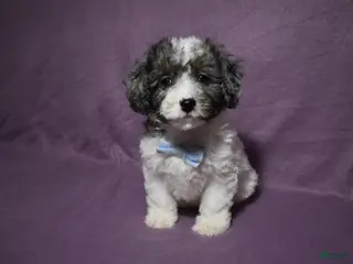 Cavachon dogs Rolex - Ad 10