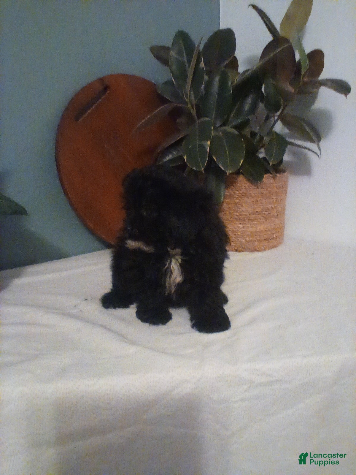 Shih Tzu dogs Shih Tzu Puppy 1 - Ad 23